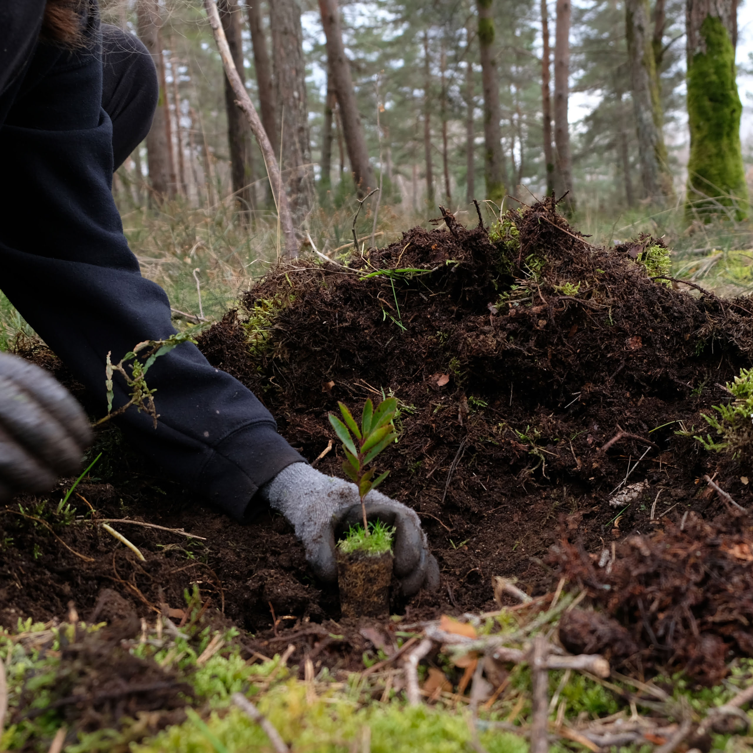 La conservación de la naturaleza en la acción climática el papel clave de los bosques AQUELA